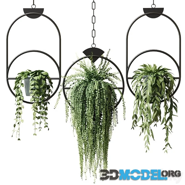 Ampel Plants in Hanging Pots With Black Rings Set 15 Hi-Poly