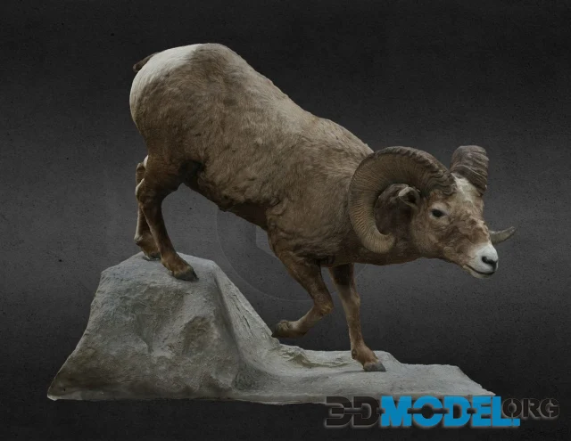 Big Horn Sheep (PBR)