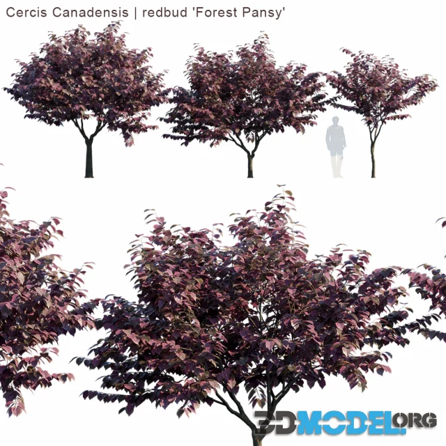 Cercis Canadensis  redbud Forest Pansy Hi-Poly