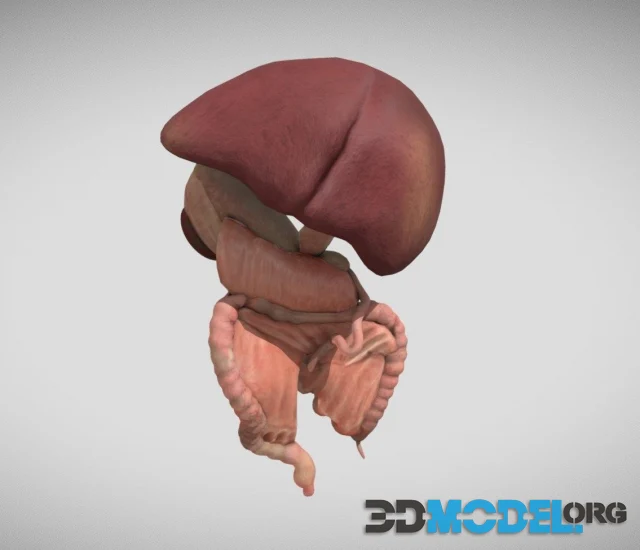 Fetal digestive system (PBR)
