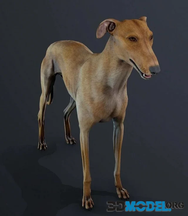 Galgo (PBR)