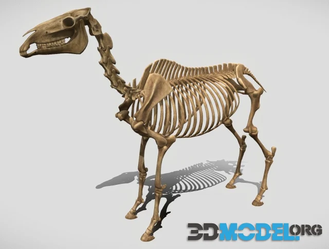 Horse Skeleton (PBR)