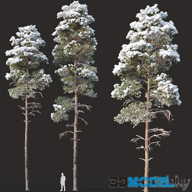 Pinus sylvestris 16-18m winter Hi-Poly