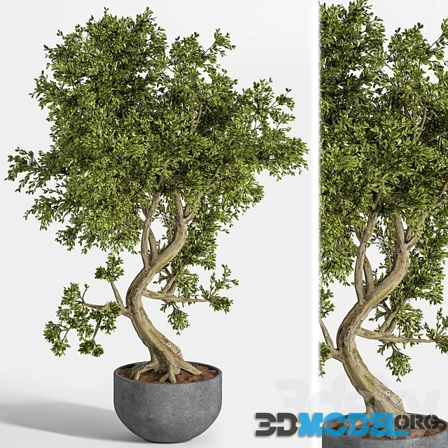 Plant Bonsai Hi-Poly