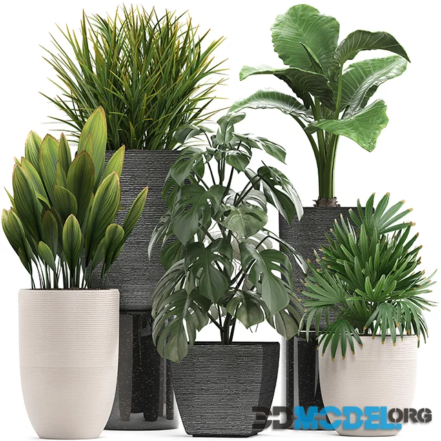 3D Model – Plant collection 277