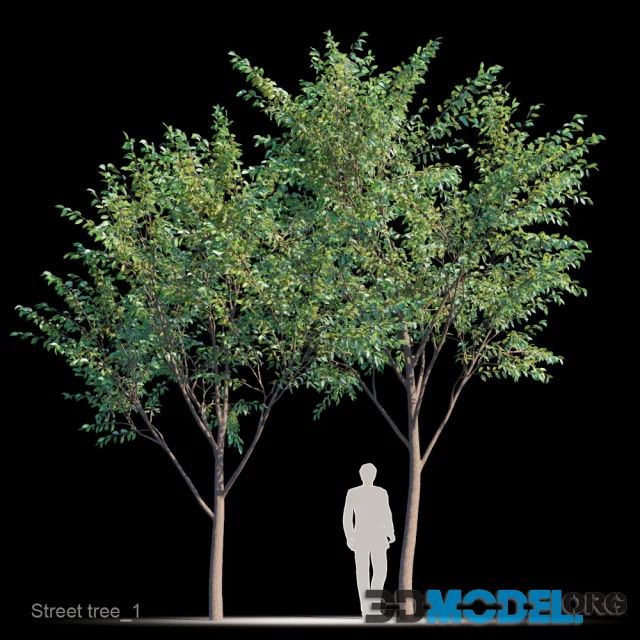 Street tree v1 Hi-Poly