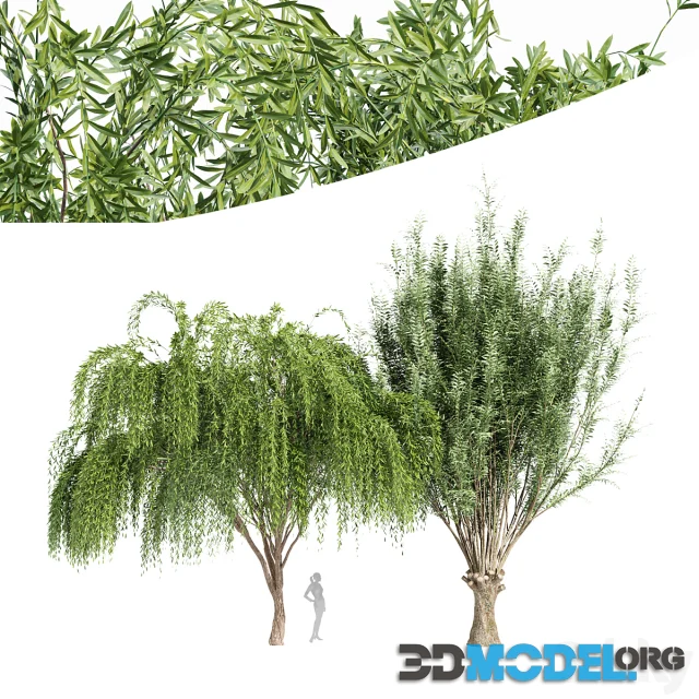 2tree-Pollard willow Weeping willow