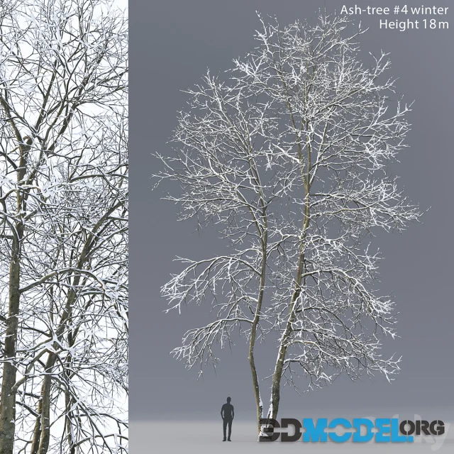 Ash-tree winter 4 (18m)