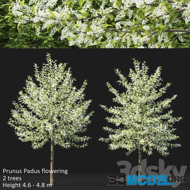 Bird Cherry Prunus Padus Flowering 3