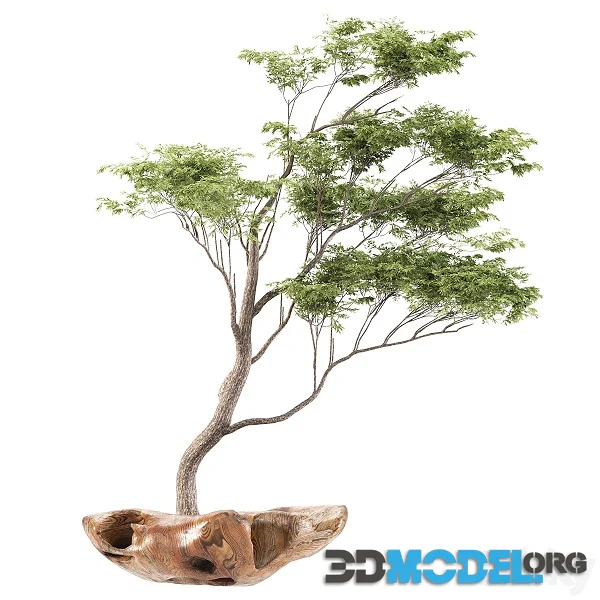 Bonsai5