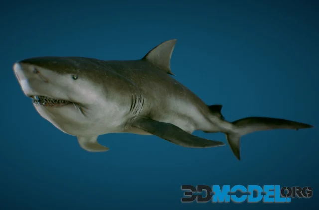 Bull Shark (PBR)