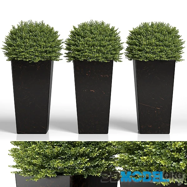 Buxus Sempervirens in Modern Planters