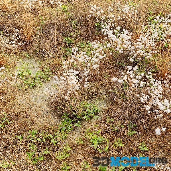 Dry Meadow