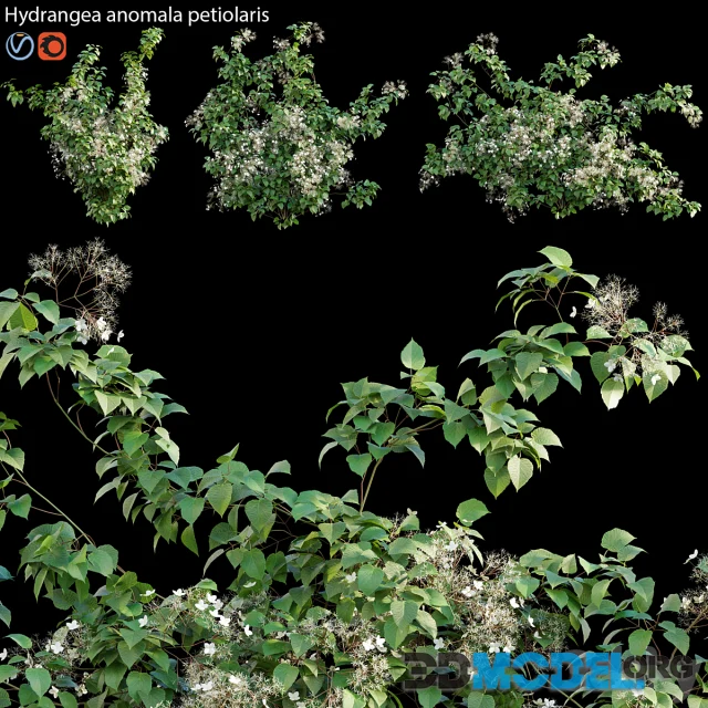 Hydrangea anomala petiolaris - Climbing Hydrangea 02