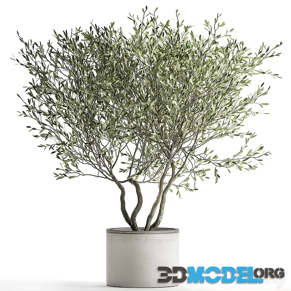 Olive Tree 970