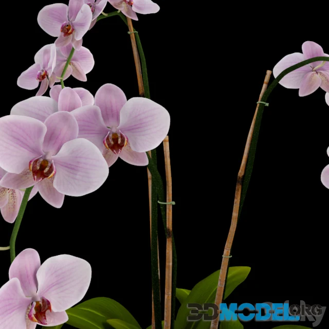 Orchid (pink)