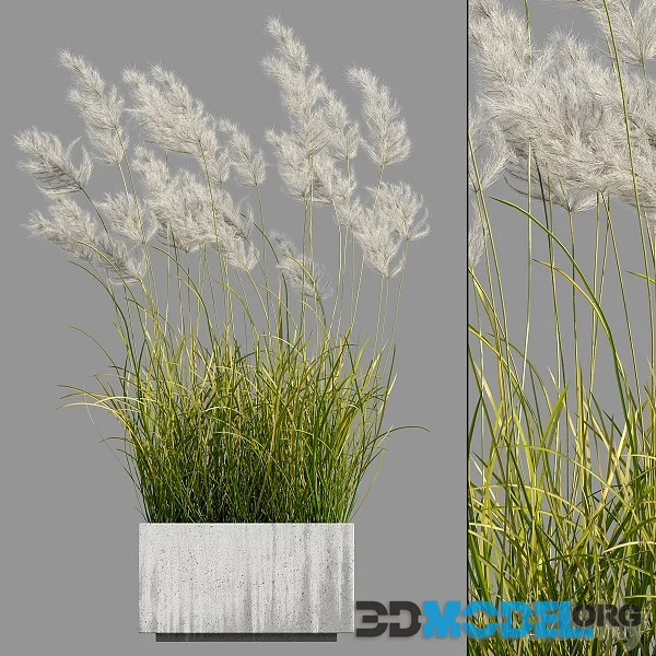 Pampas Grass 3