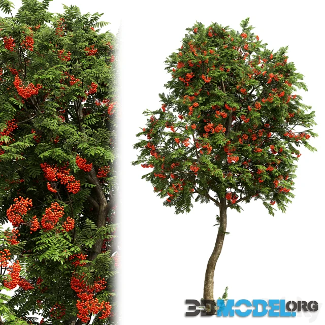 Rowan Tree # 3