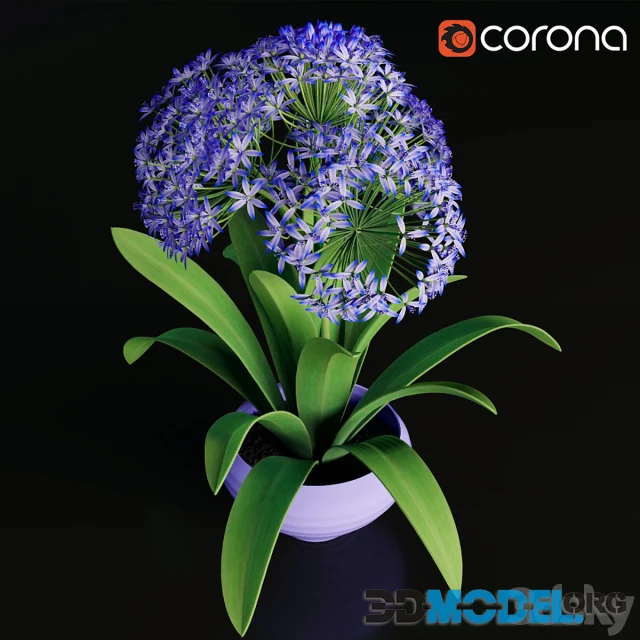 Scilla peruviana