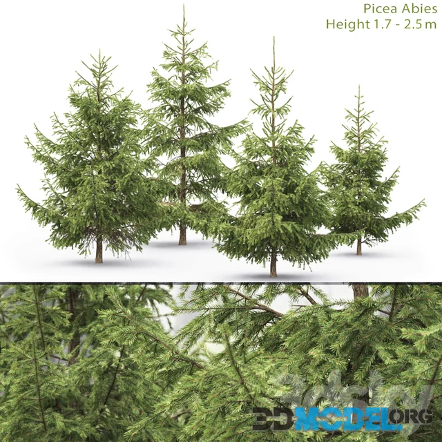 Spruce