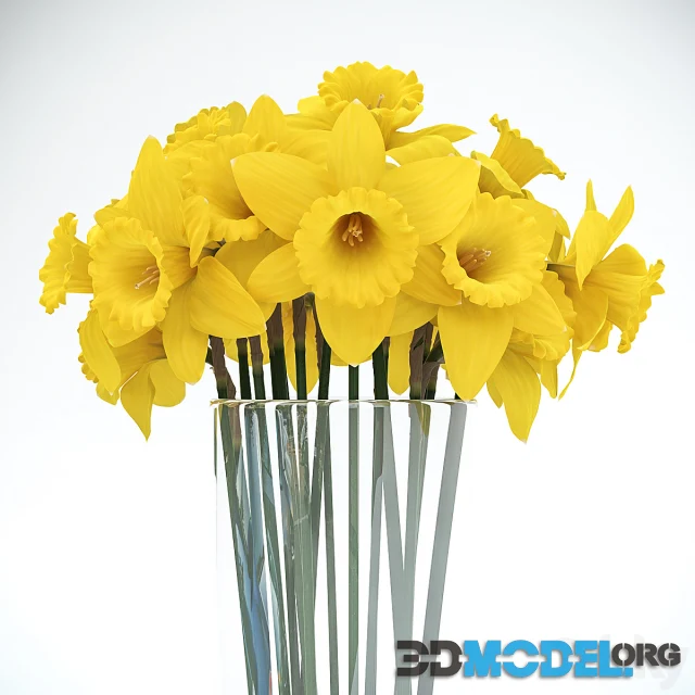 Tubular daffodil