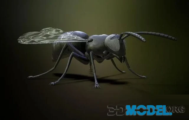 Wasp insect (PBR)