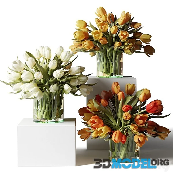 Yellow Red and White Tulips in Glass Vases