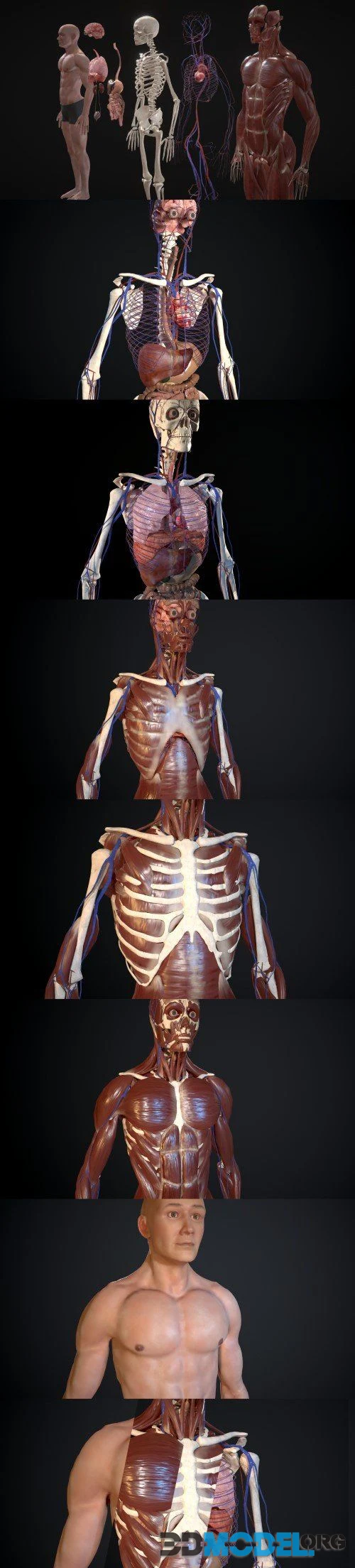 Animated Full Human Body Anatomy (PBR)