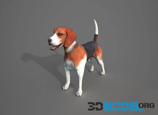 Beagle Dog (PBR)