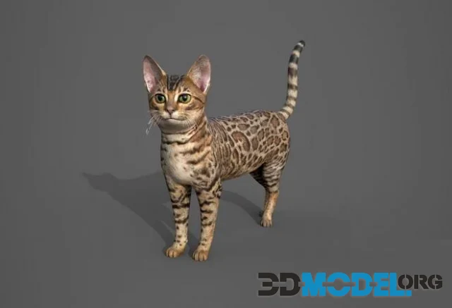 Cat Tabby (PBR)