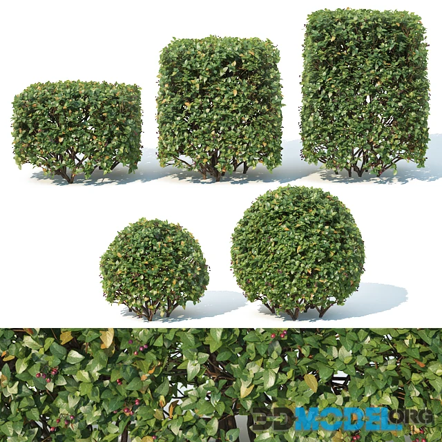 Cotoneaster lucidus 4 cube sphere hedge 5 and 5 pcs