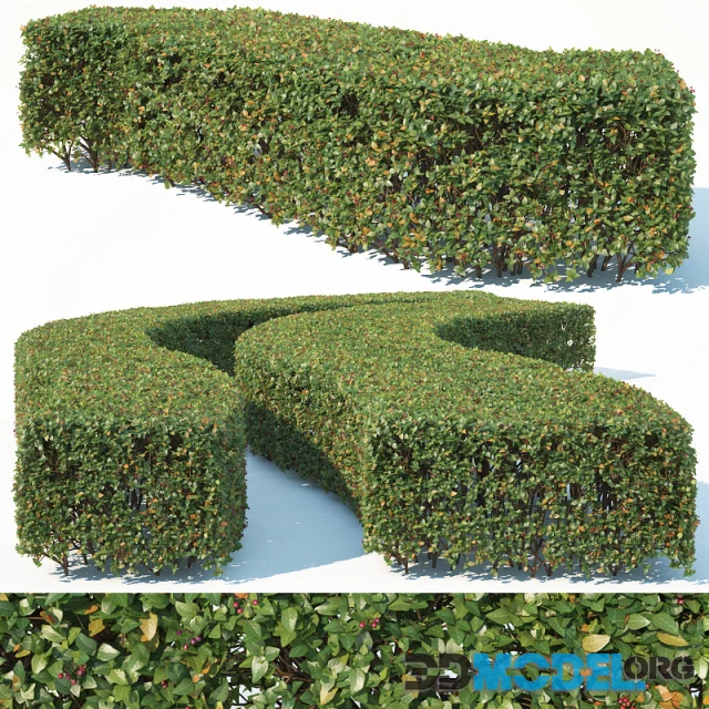 Cotoneaster lucidus # 6 wide rectangular hedge