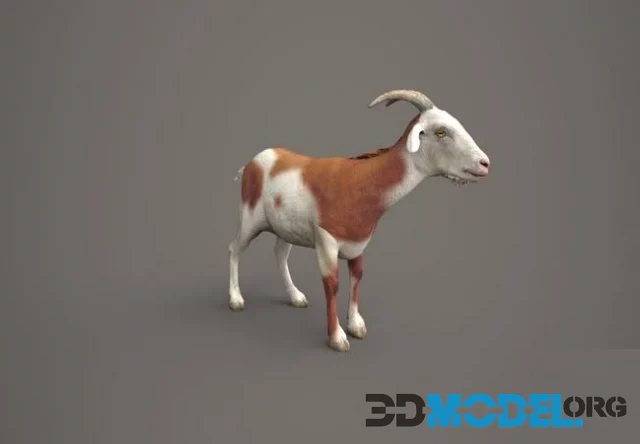 Dairy Brown Goat (PBR)
