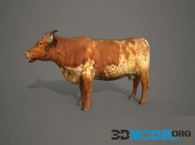 Dairy cow (PBR)