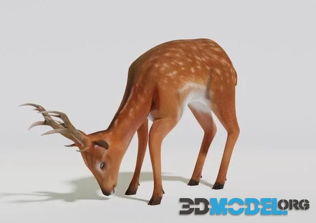 Deer (PBR)
