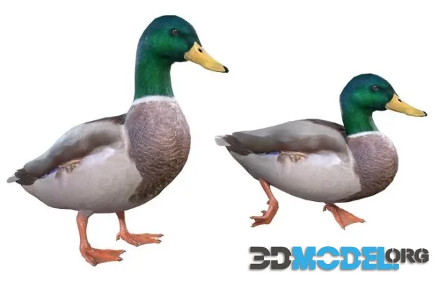 Duckmale (PBR)