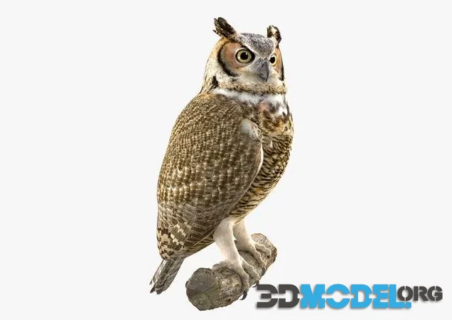 Horned Owl (PBR)