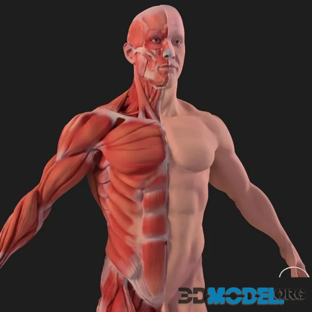 Human Anatomy Male Muscular System and Skeleton (PBR)