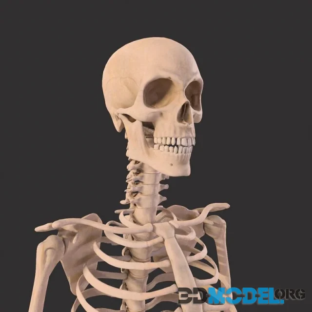 Human Skeleton Bones Anatomy (PBR)