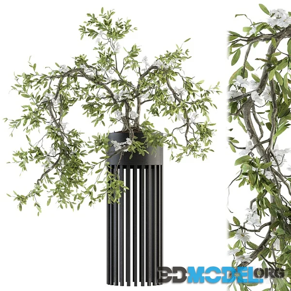 Indoor Plant Set 198 Bonsai in Pot