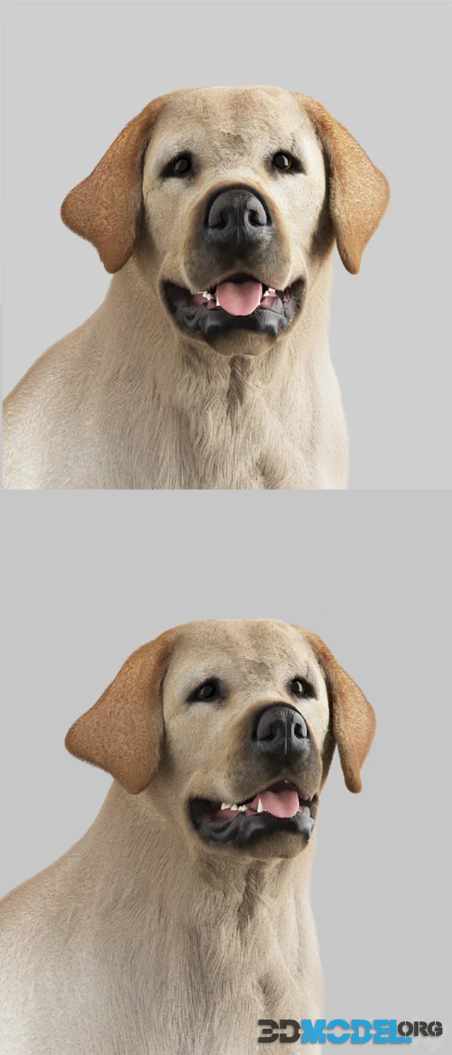 Labrador Retriever