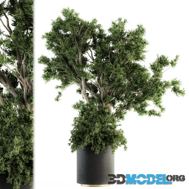 3D Model – Outdoor Plants Tree in Concrete Pot Set 130