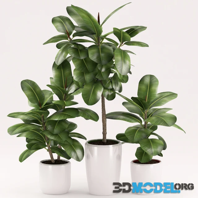Plants 154