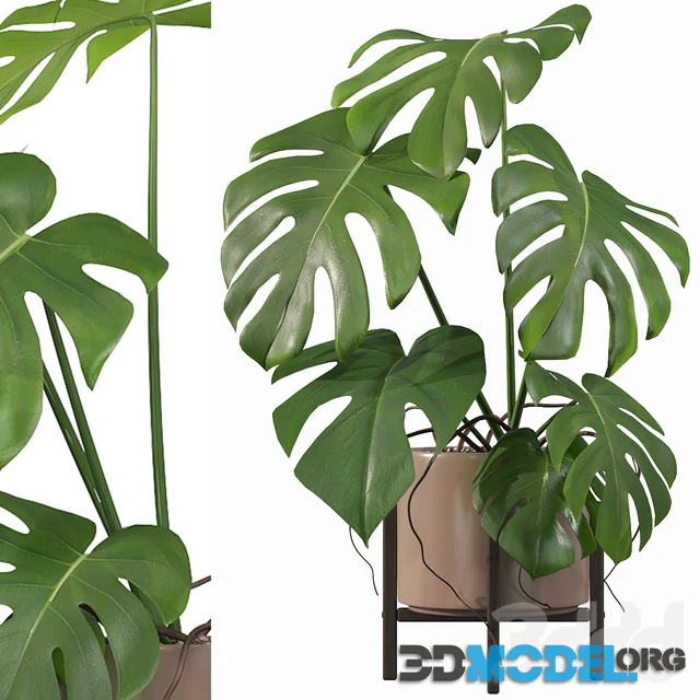 Plants collection 034 - Monstera