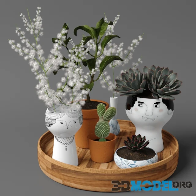 Plants Tree 41