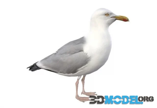 Seagull (PBR)