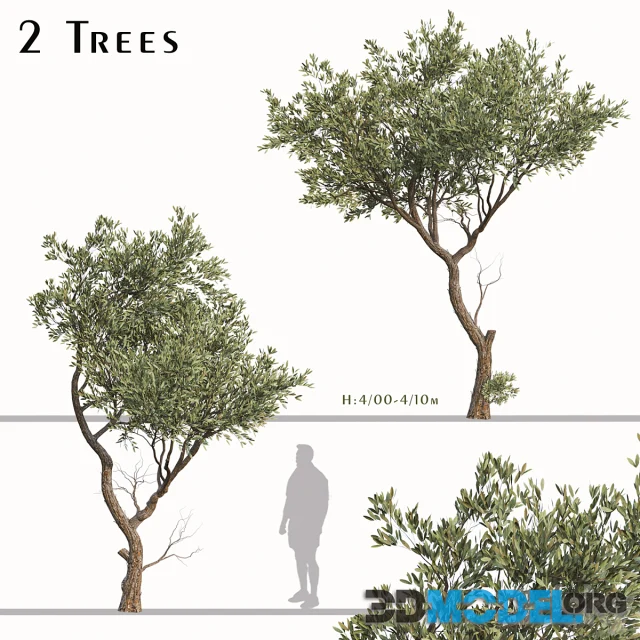 Set of Fruitless Olive Trees (Olea Europaea) (2 Trees)