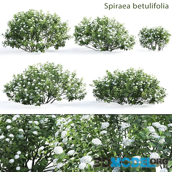 Spirea Betulifolia