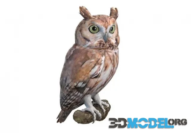 The eastern screech owl (PBR)