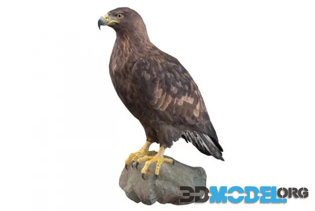 The golden eagle (PBR)